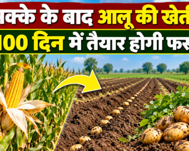Makke Ke Baad Aloo Ki Kheti