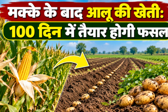 Makke Ke Baad Aloo Ki Kheti