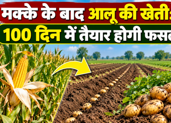 Makke Ke Baad Aloo Ki Kheti