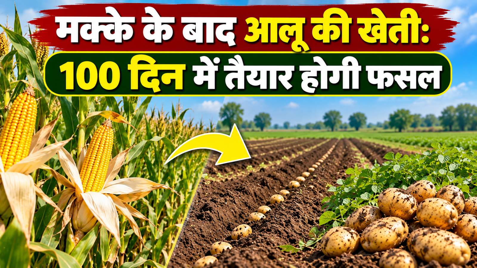 मक्के के बाद खेत में लगाएं आलू, 100 दिन में तैयार होगी फसल, वैज्ञानिक ने बताया तरीका  Makke Ke Baad Aloo Ki Kheti