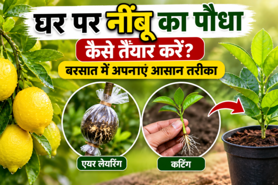 Ghar Par Nimbu Ka Paudha Kaise Taiyar Kare