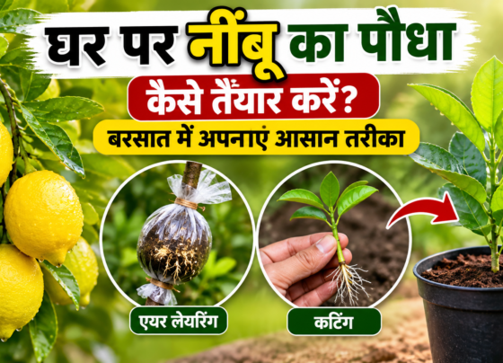 Ghar Par Nimbu Ka Paudha Kaise Taiyar Kare