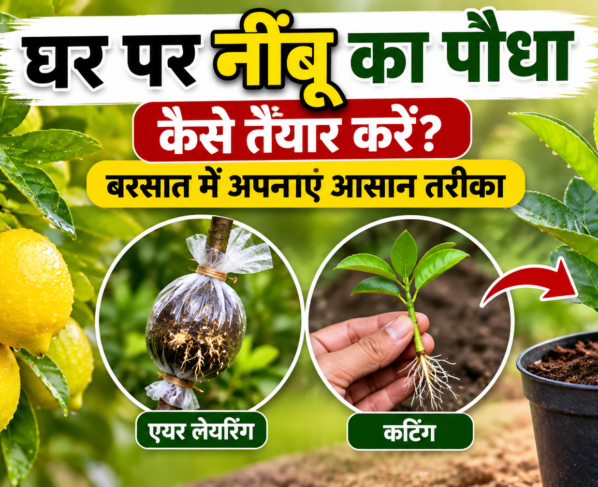 Ghar Par Nimbu Ka Paudha Kaise Taiyar Kare