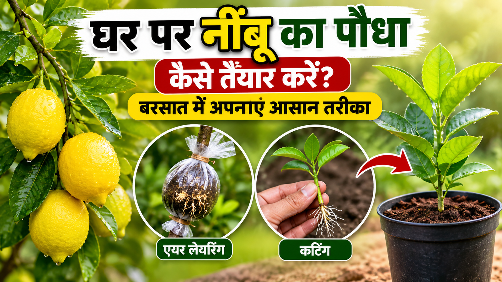 घर पर नींबू का पौधा कैसे तैयार करें? बरसात में अपनाएं आसान तरीका Ghar Par Nimbu Ka Paudha Kaise Taiyar Kare
