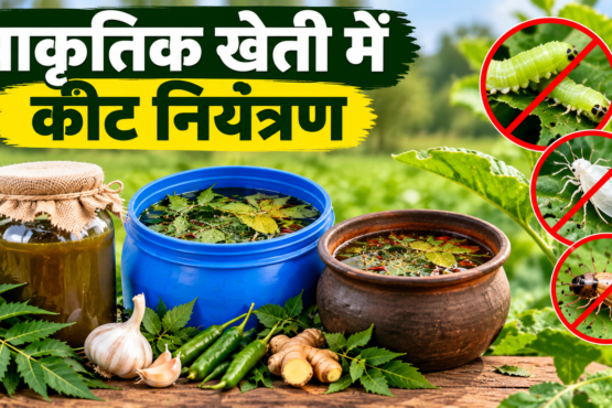 Prakritik Kheti Mein Keet Niyantran