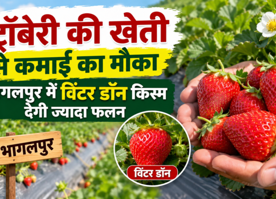 Strawberry Ki Kheti Kaise Kare