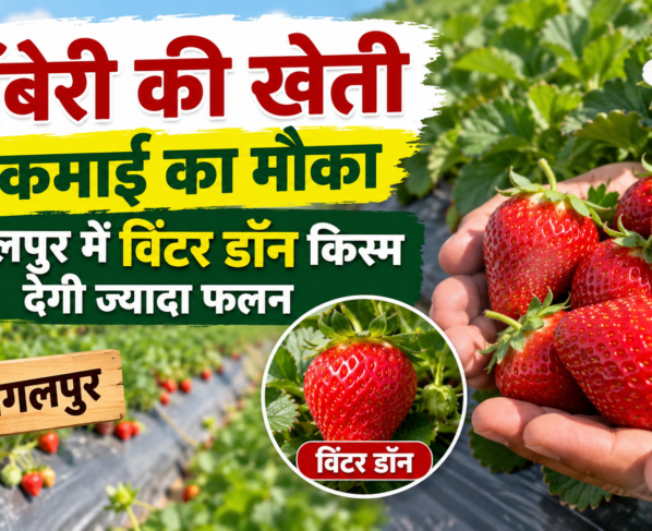 Strawberry Ki Kheti Kaise Kare