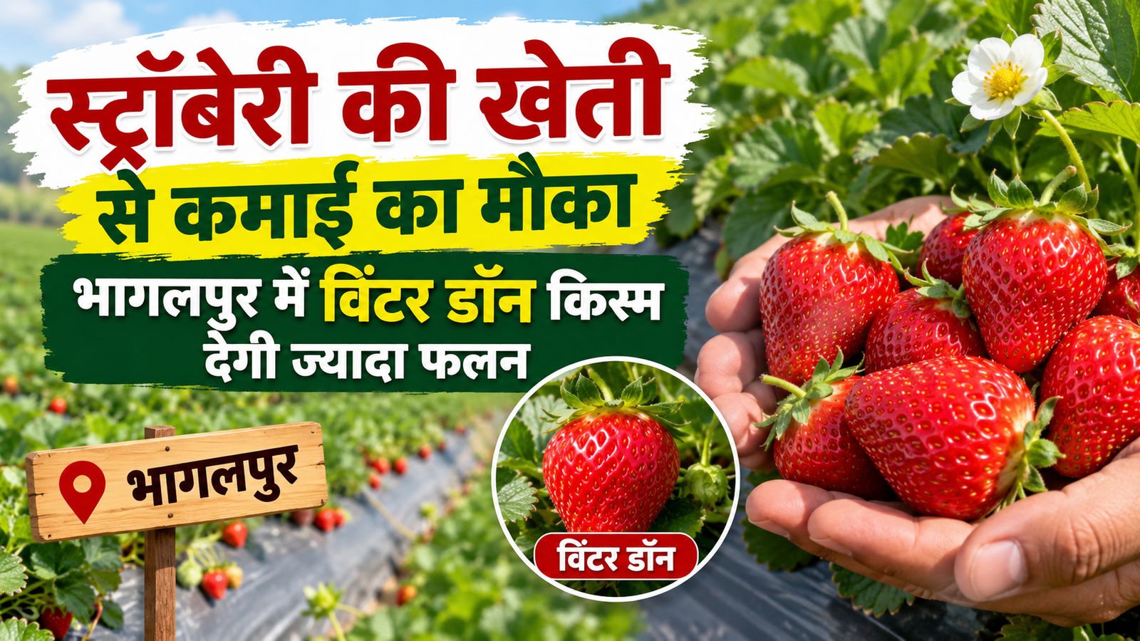 भागलपुर में विंटर डॉन किस्म देगी ज्यादा फलन, जानिए खेती का तरीका Strawberry Ki Kheti Kaise Kare