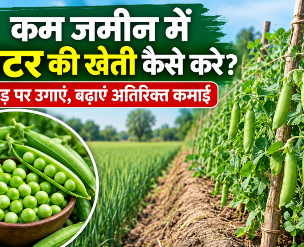 Kam Jamin Me Matar Ki Kheti Kaise Kare