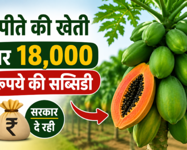 Papita Ki Kheti Par Subsidy