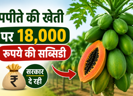 Papita Ki Kheti Par Subsidy