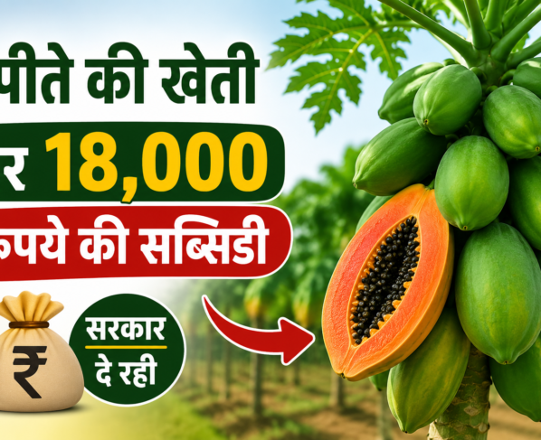 Papita Ki Kheti Par Subsidy