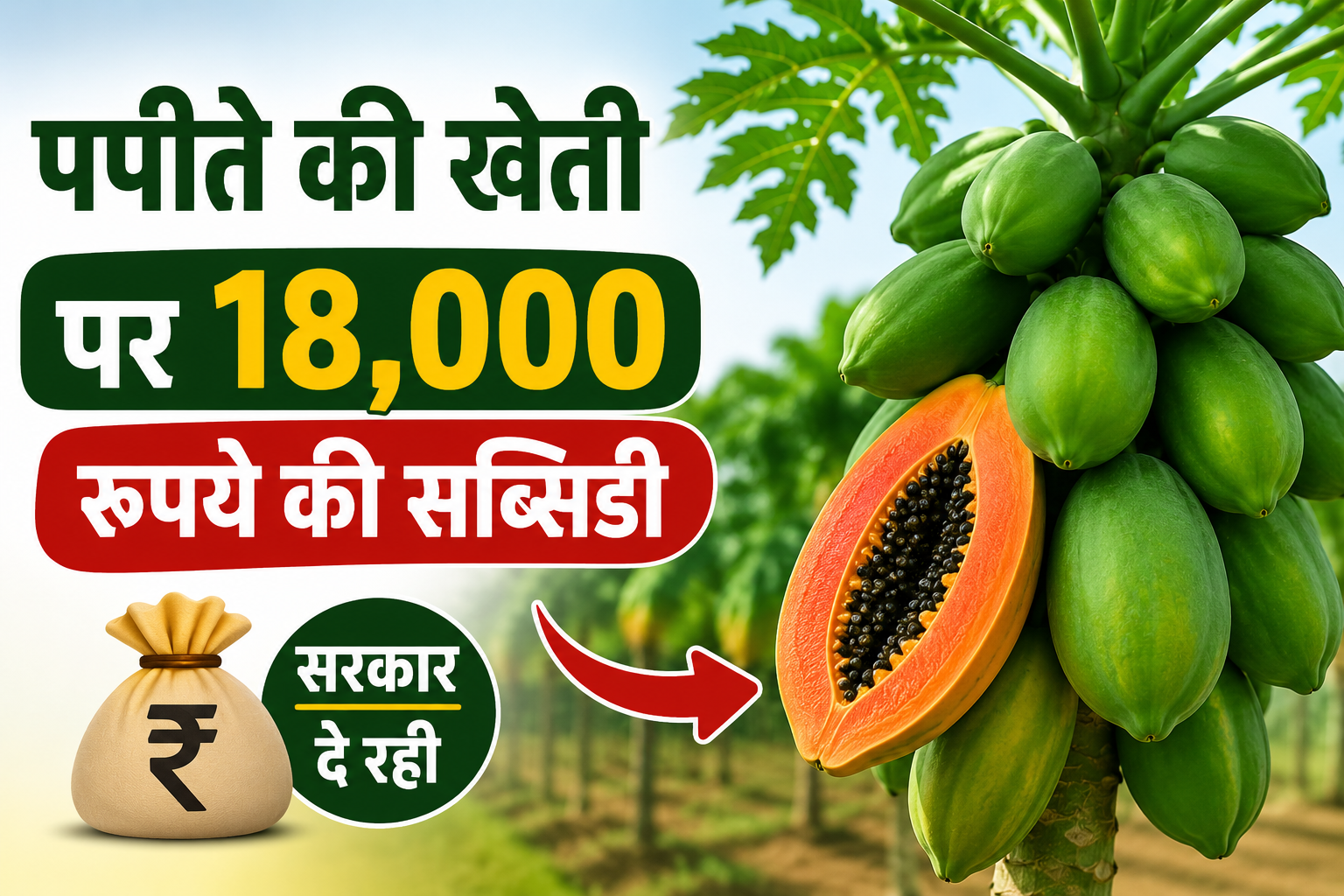 धान-गेहूं छोड़ पपीते की खेती से बढ़ाएं कमाई, सरकार दे रही 18 हजार रुपये की सब्सिडी Papita Ki Kheti Par Subsidy