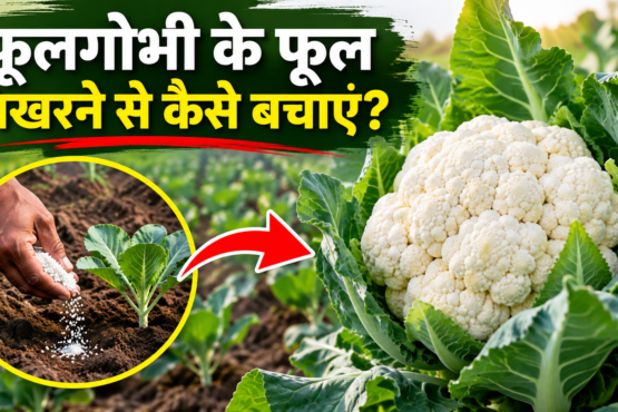 Phoolgobhi Ke Phool Bikharnese Kaise Bachayein