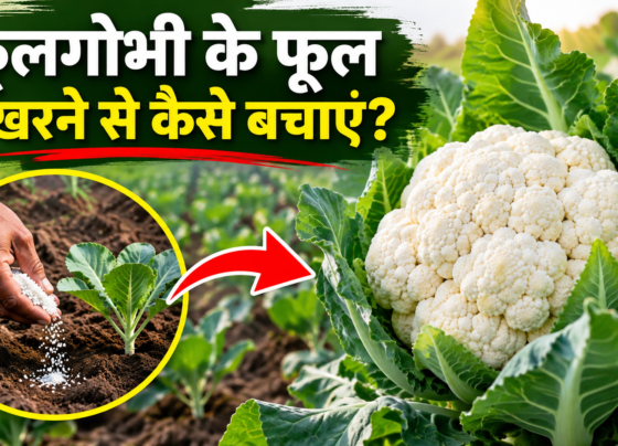 Phoolgobhi Ke Phool Bikharnese Kaise Bachayein