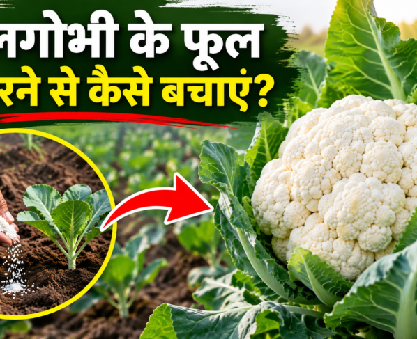 Phoolgobhi Ke Phool Bikharnese Kaise Bachayein