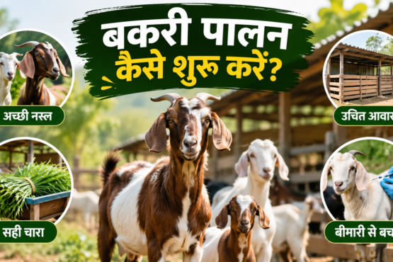 Bakri Palan Kaise Shuru Karein