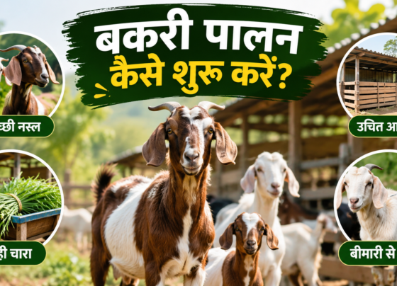 Bakri Palan Kaise Shuru Karein