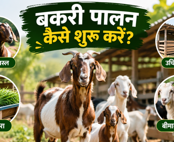 Bakri Palan Kaise Shuru Karein
