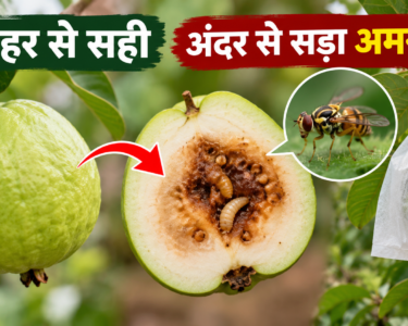 Amrud Ko Phal Makhi Se Kaise Bachayein