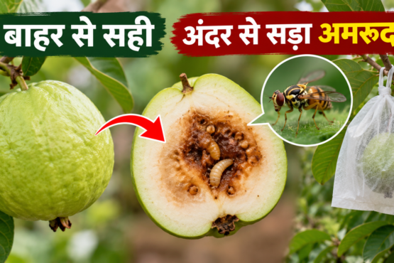 Amrud Ko Phal Makhi Se Kaise Bachayein