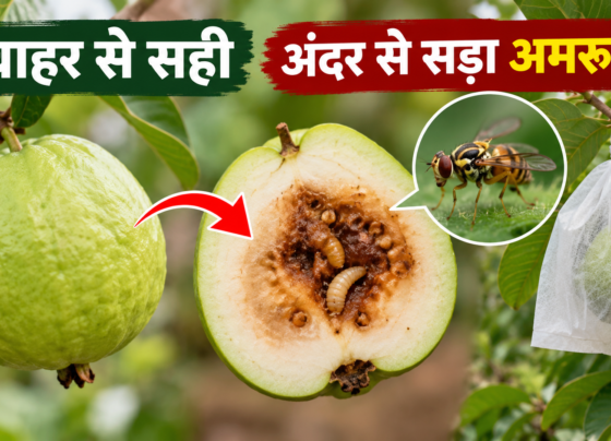Amrud Ko Phal Makhi Se Kaise Bachayein