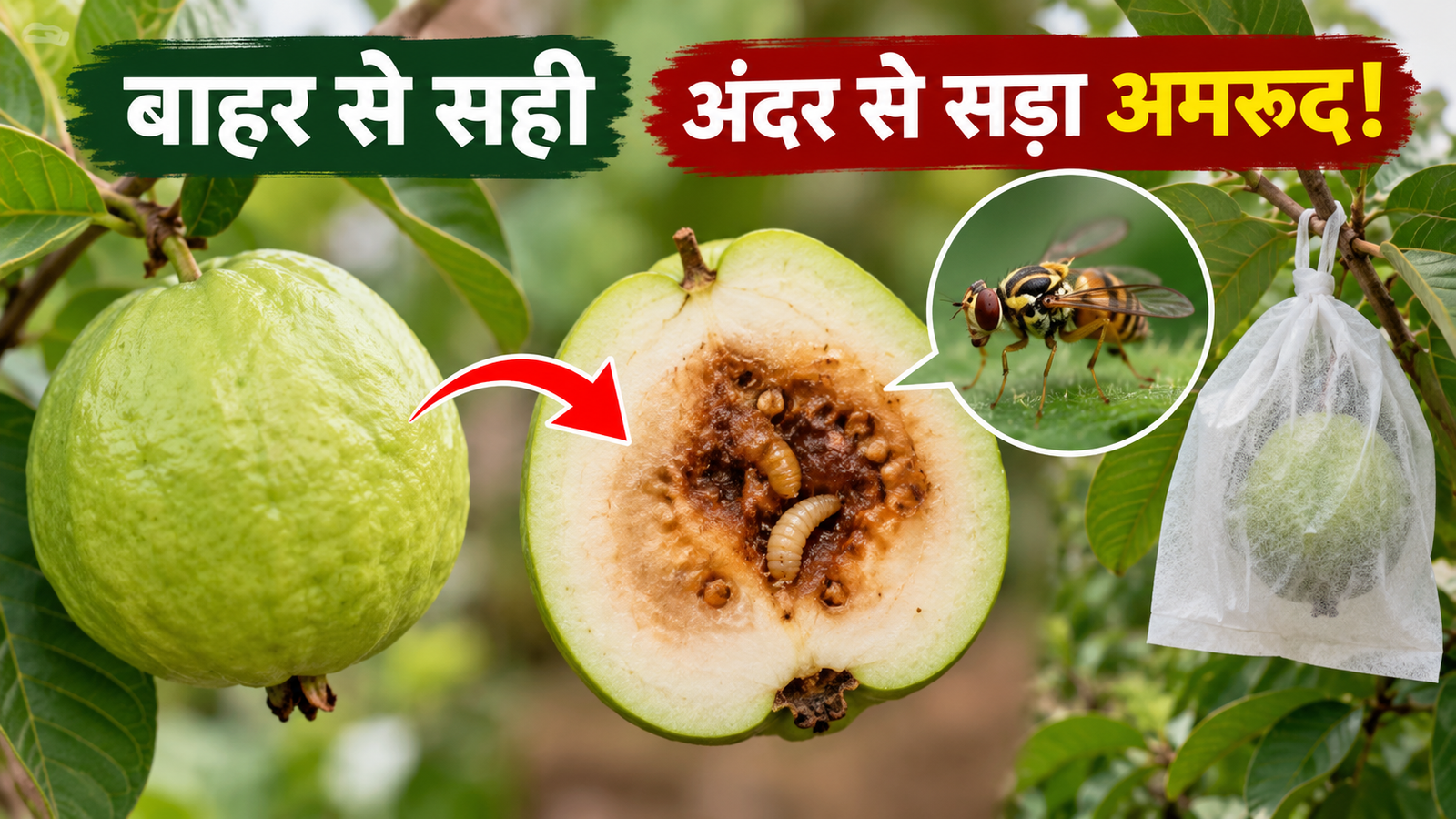 बाहर से सही, अंदर से सड़ा अमरूद! फल मक्खी से बचाने के लिए करें ये काम Amrud Ko Phal Makhi Se Kaise Bachayein