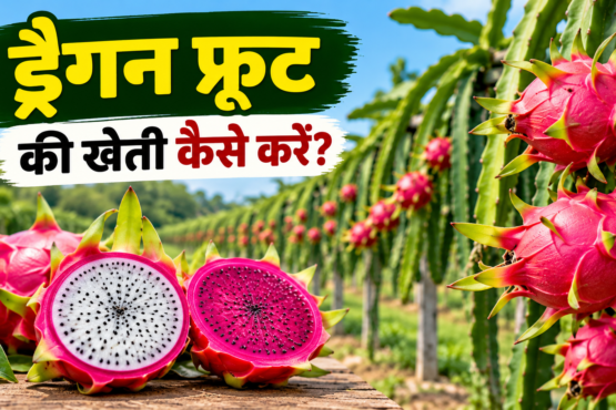 Dragon Fruit Ki Kheti Kaise Kare?