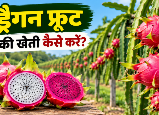 Dragon Fruit Ki Kheti Kaise Kare?