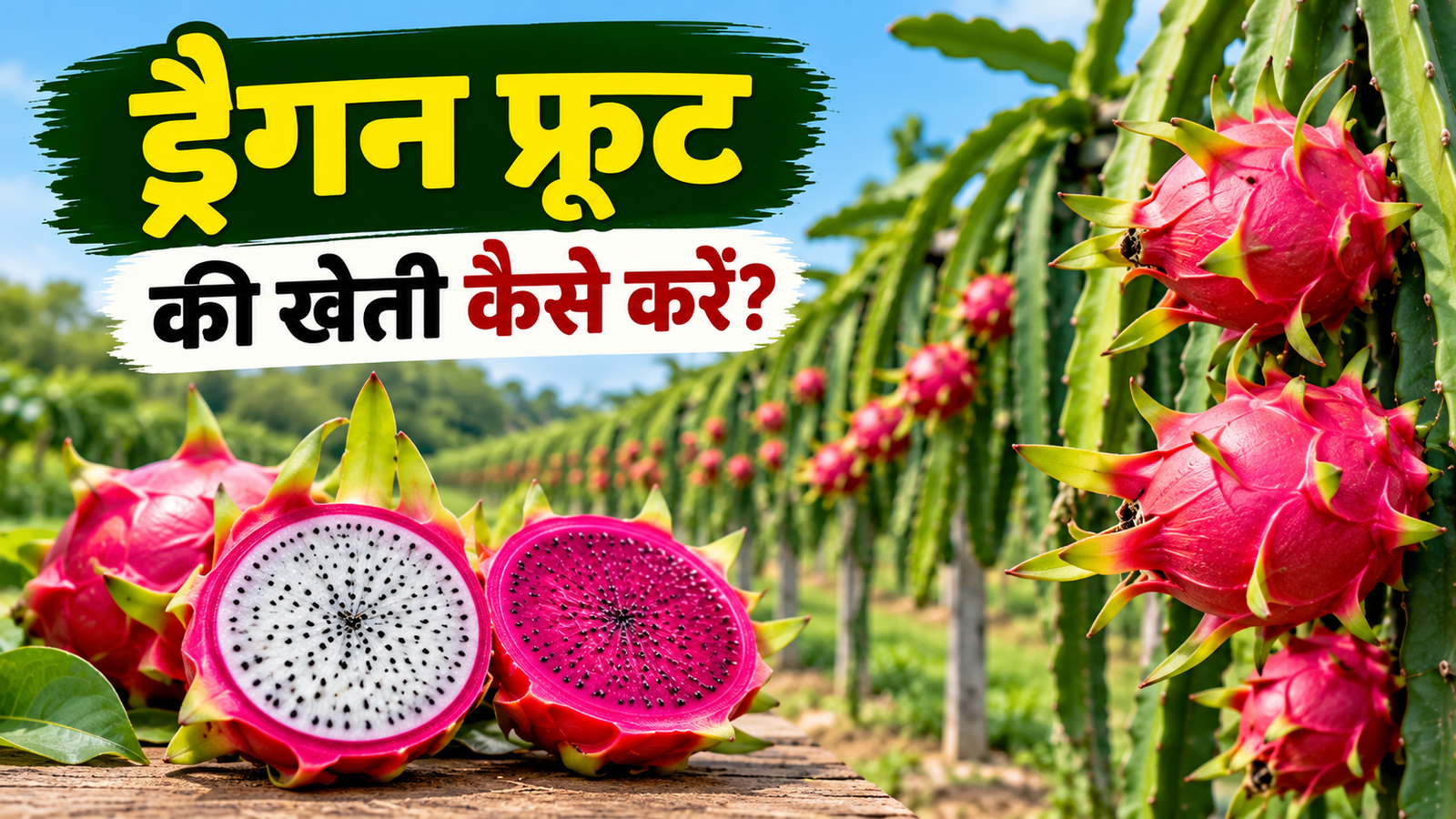 ड्रैगन फ्रूट की खेती कैसे करें, जानिए खेत की तैयारी से लेकर तुड़ाई तक पूरी जानकारी Dragon Fruit Ki Kheti Kaise Kare?