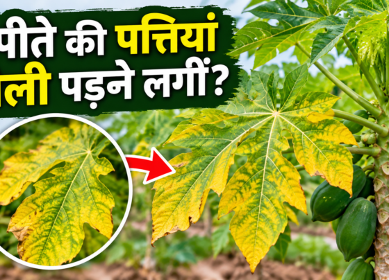 Papaya Ki Pattiyan Peeli Padne Par Kya Karein