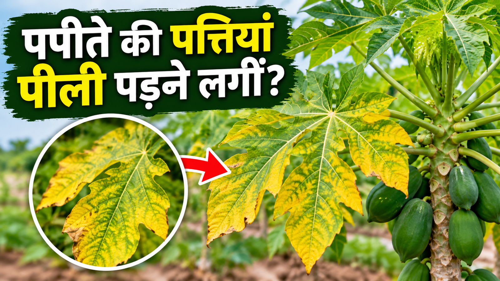 पपीते की पत्तियां पीली पड़ने लगीं? जानिए कारण और तुरंत करने वाले जरूरी उपाय Papaya Ki Pattiyan Peeli Padne Par Kya Karein