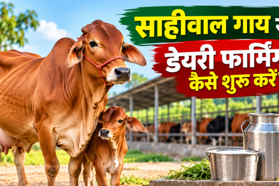 Sahiwal Gay Se Dairy Farming Kaise Shuru Karein?