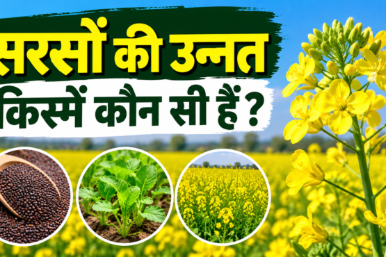 Sarson Ki Unnat Kismein Kaun Si Hain?