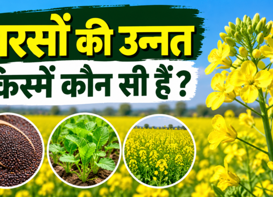 Sarson Ki Unnat Kismein Kaun Si Hain?