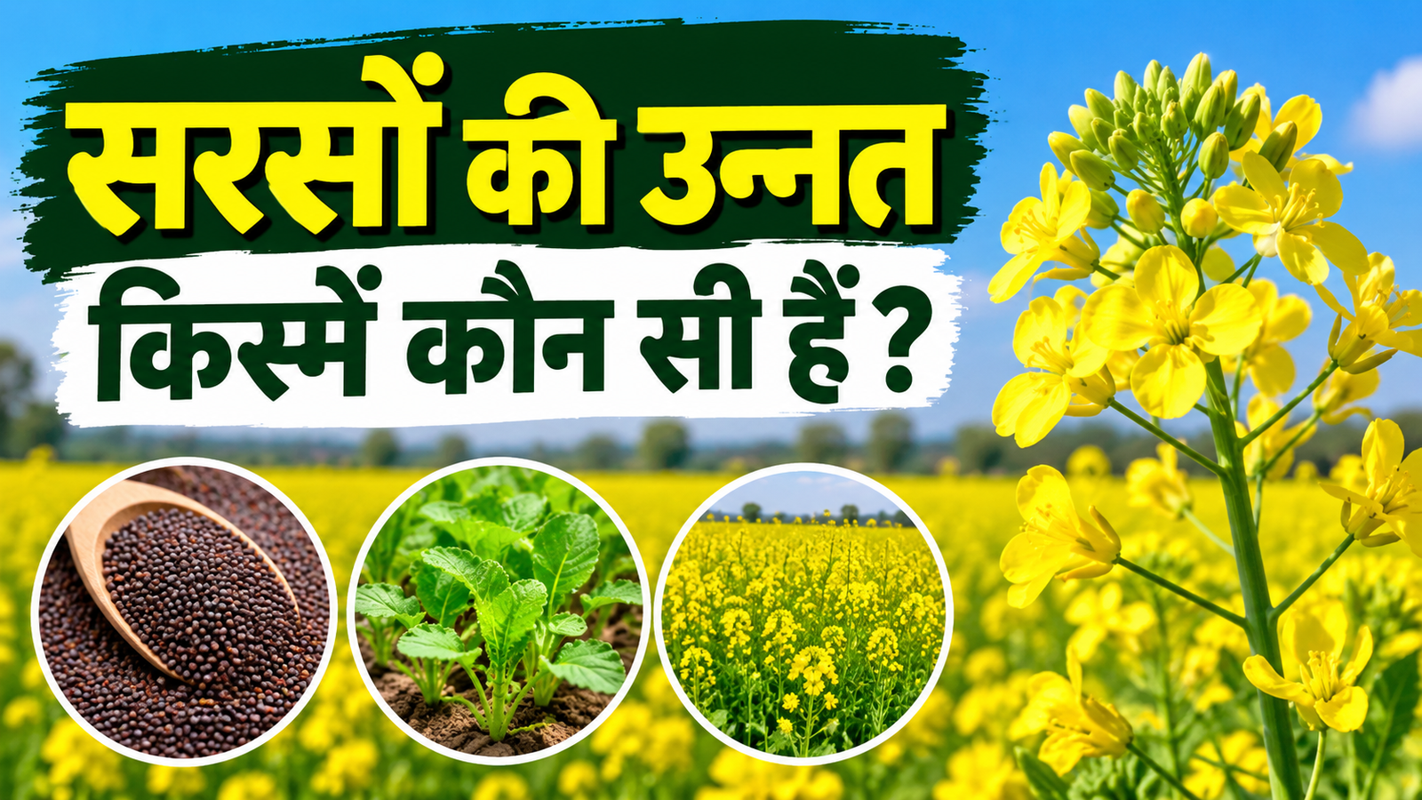 सरसों की उन्नत किस्में , इन किस्मों से मिल सकता है बेहतर उत्पादन Sarson Ki Unnat Kismein Kaun Si Hain?