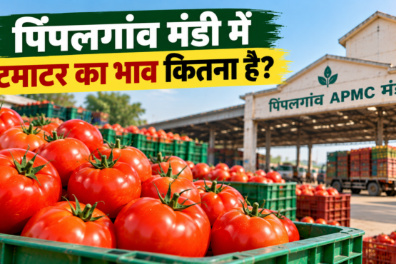 Pimpalgaon Mandi Mein Tamatar Ka Bhav Kitna Hai?