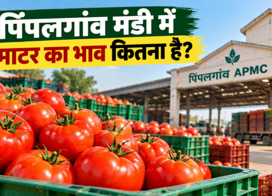 Pimpalgaon Mandi Mein Tamatar Ka Bhav Kitna Hai?