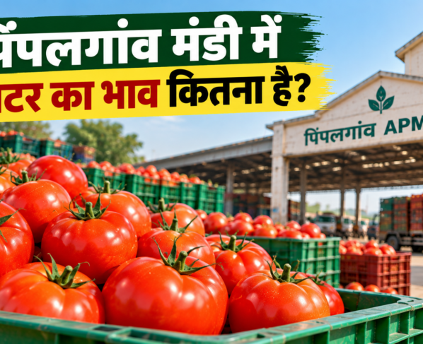 Pimpalgaon Mandi Mein Tamatar Ka Bhav Kitna Hai?