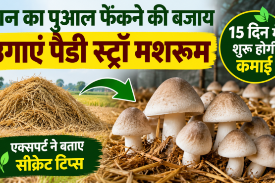 Paddy Straw Mushroom Ki Kheti Kaise Kare