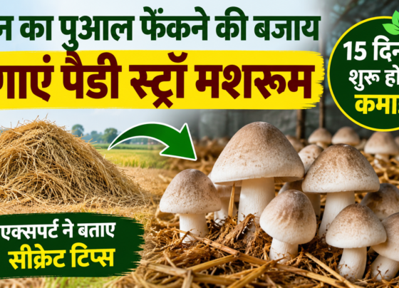 Paddy Straw Mushroom Ki Kheti Kaise Kare