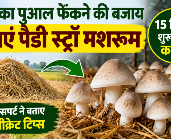 Paddy Straw Mushroom Ki Kheti Kaise Kare