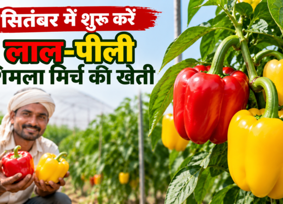 Lal Peeli Shimla Mirch Ki Kheti Kaise Kare