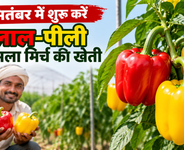 Lal Peeli Shimla Mirch Ki Kheti Kaise Kare