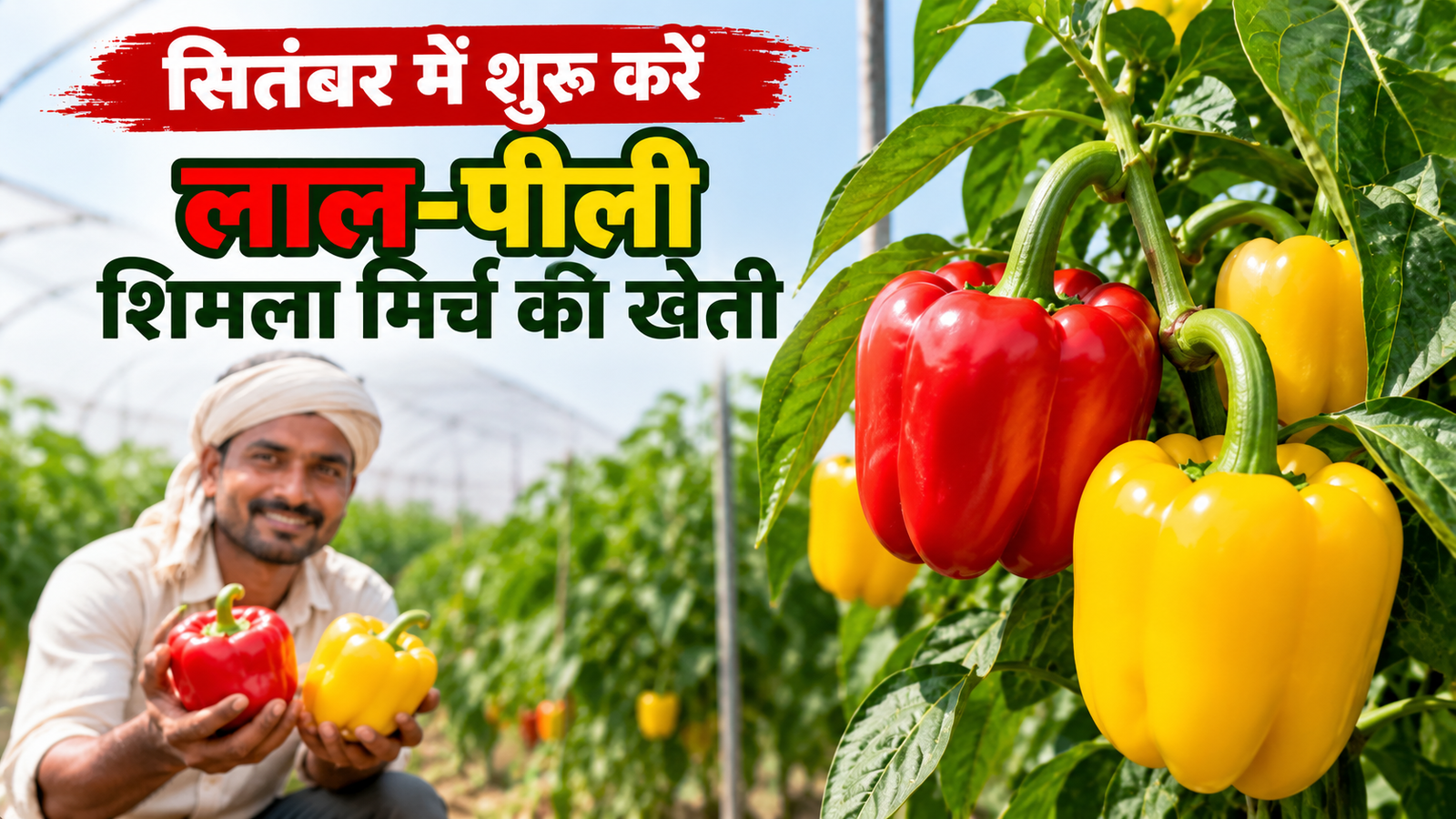 सितंबर में शुरू करें लाल-पीली शिमला मिर्च की खेती, प्रीमियम भाव से बढ़ेगी कमाई Lal Peeli Shimla Mirch Ki Kheti Kaise Kare