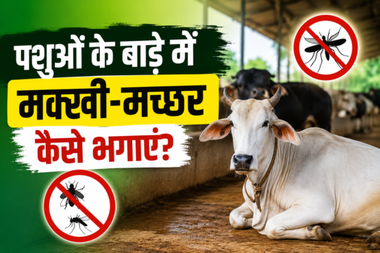 Pashuon Ke Bade Mein Makhi Machhar Kaise Bhagaye