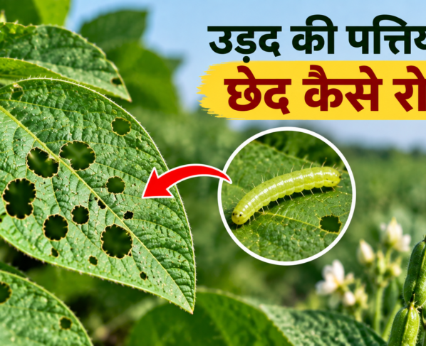 Urad Ki Pattiyon Me Chhed Kaise Roke