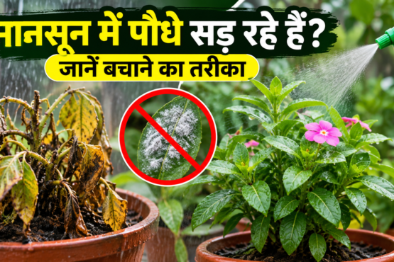 Monsoon Mein Paudhon Ko Fungus Se Kaise Bachaye