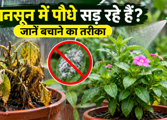 Monsoon Mein Paudhon Ko Fungus Se Kaise Bachaye