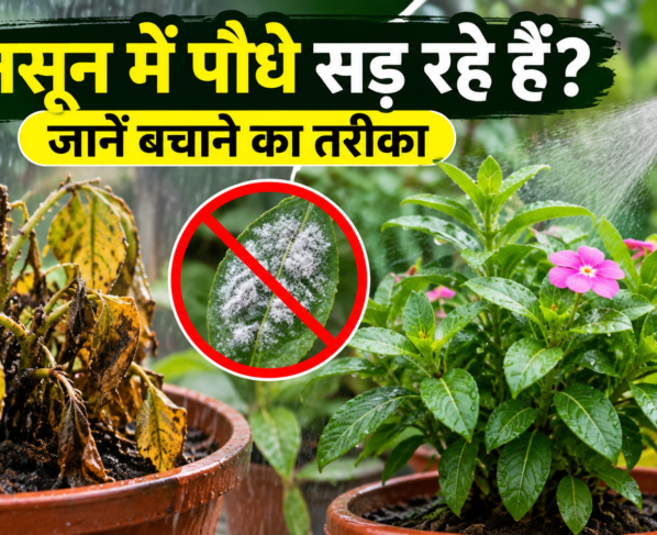 Monsoon Mein Paudhon Ko Fungus Se Kaise Bachaye